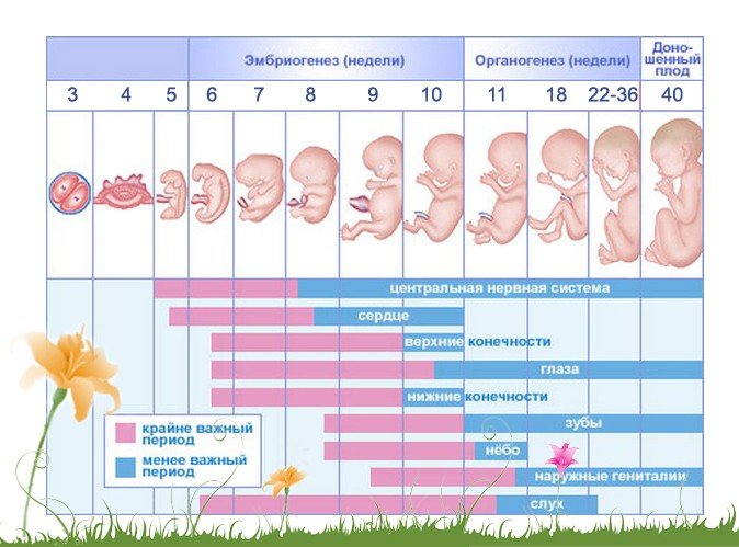 Стадии беременности